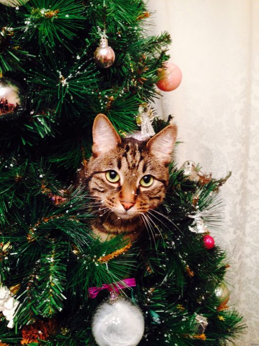 חתול ועץ חג המולד