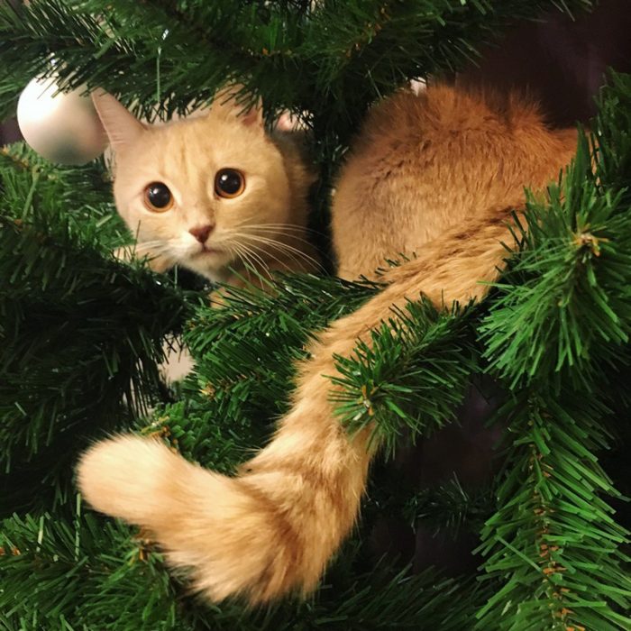 חתול ועץ חג המולד