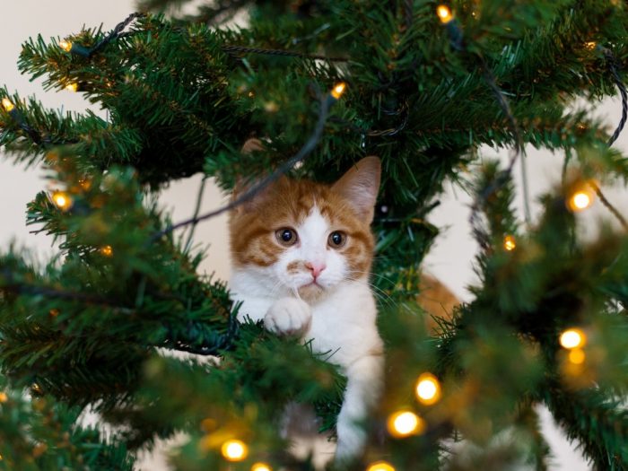 חתול ועץ חג המולד