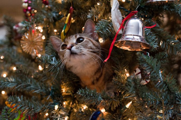 חתול ועץ חג המולד
