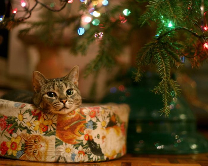 חתול ועץ חג המולד