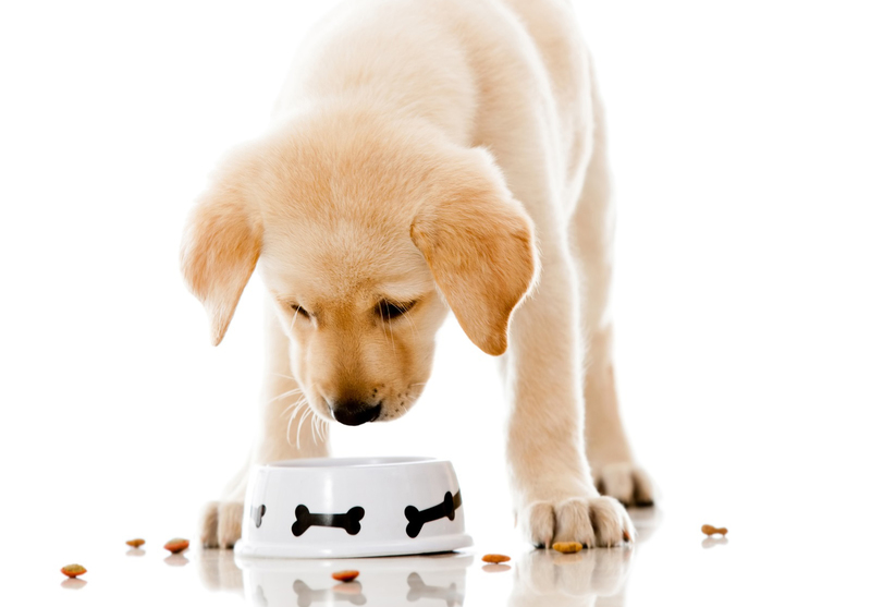 מה וכמה פעמים להאכיל גור, מזון תעשייתי או טבעי