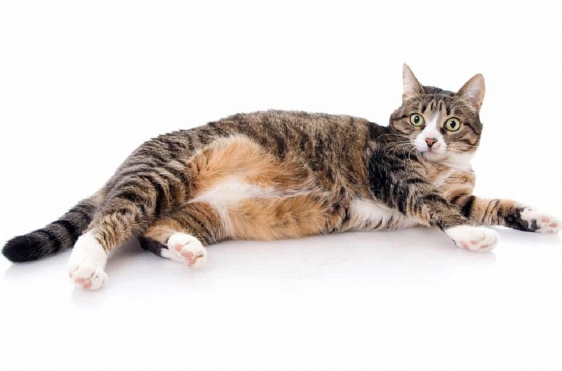 הריון כוזב אצל חתולים: תסמינים וטיפול