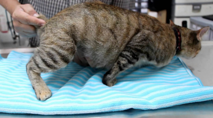 חתול אצל הווטרינר