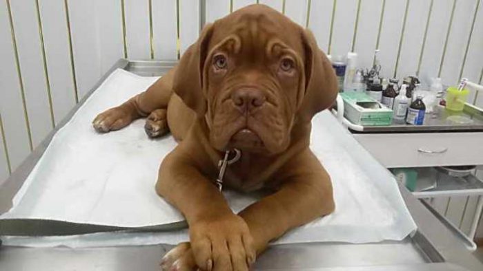 כלב במרפאה וטרינרית