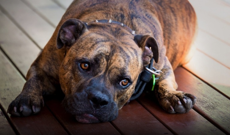 למה הבטן של הכלב מקרקרת, ומה אפשר לעשות בנידון?