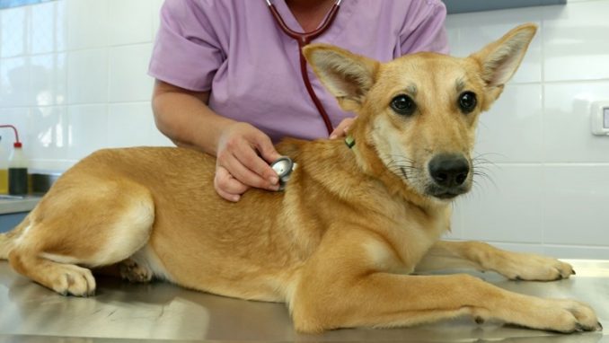 כלב אצל הווטרינר