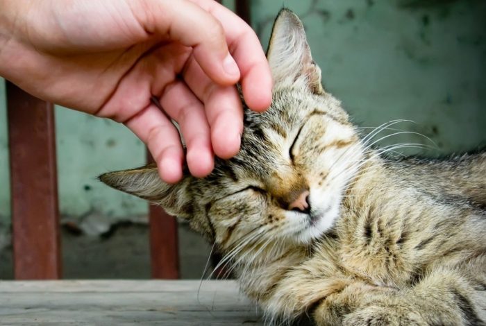 יד מלטפת חתול