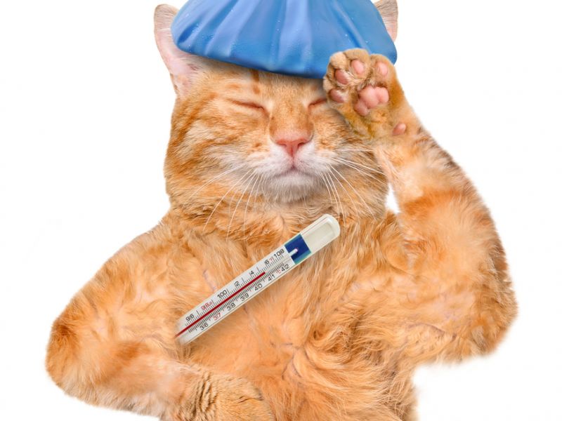 למה חתולים עוזבים את הבית כדי למות? מדענים ואמונות טפלות