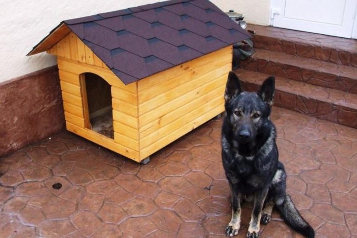 כלב ליד מלונה