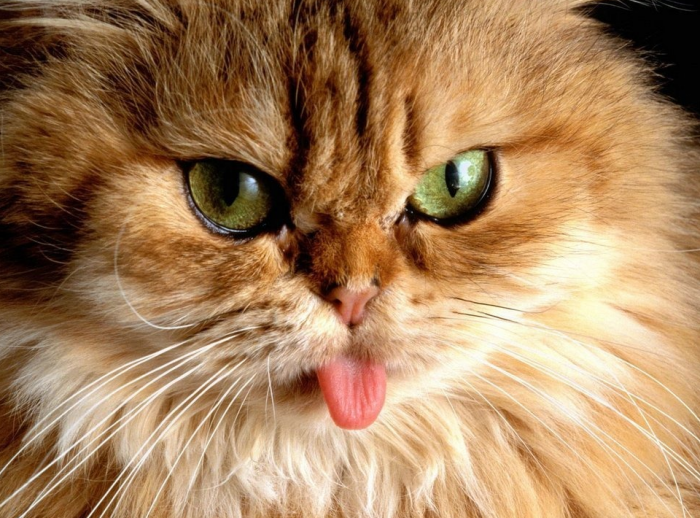 החתול שלף את לשונו