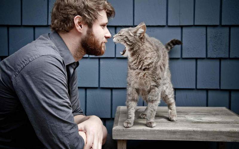 למה חתול לא אוהב לשבת בזרועותיו של אדם?