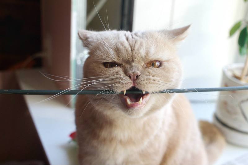 החתול לועס את החוט