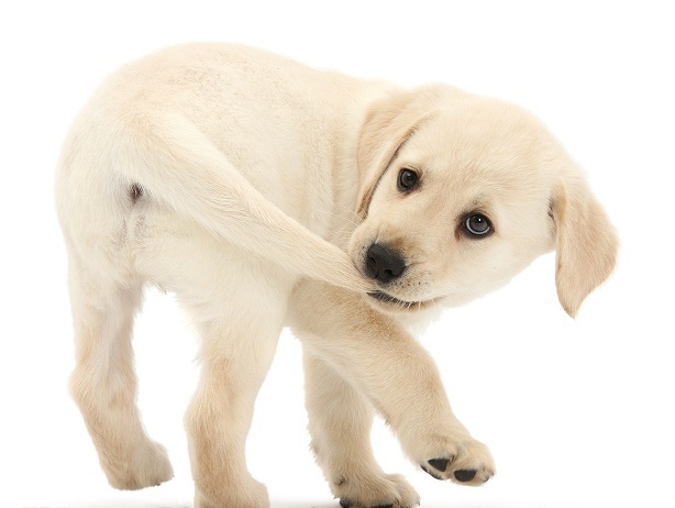 גור כלבים משחק עם הזנב שלו