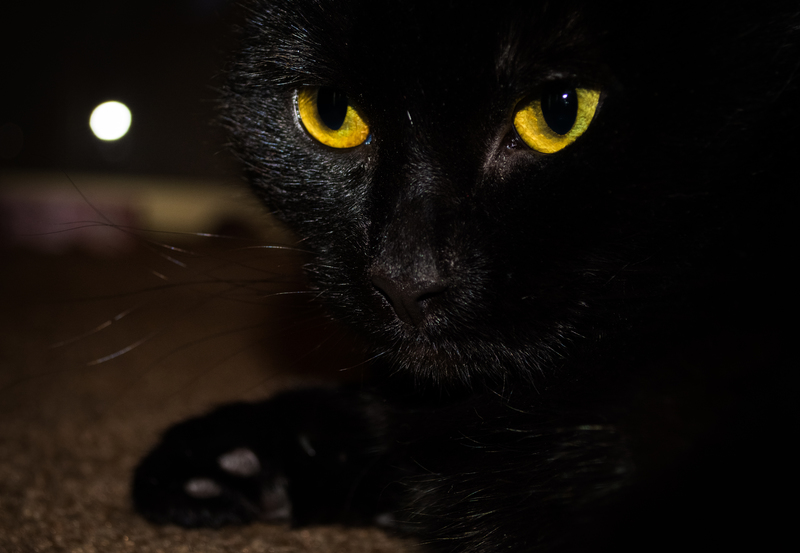 למה עיני חתולים זוהרות בחושך?