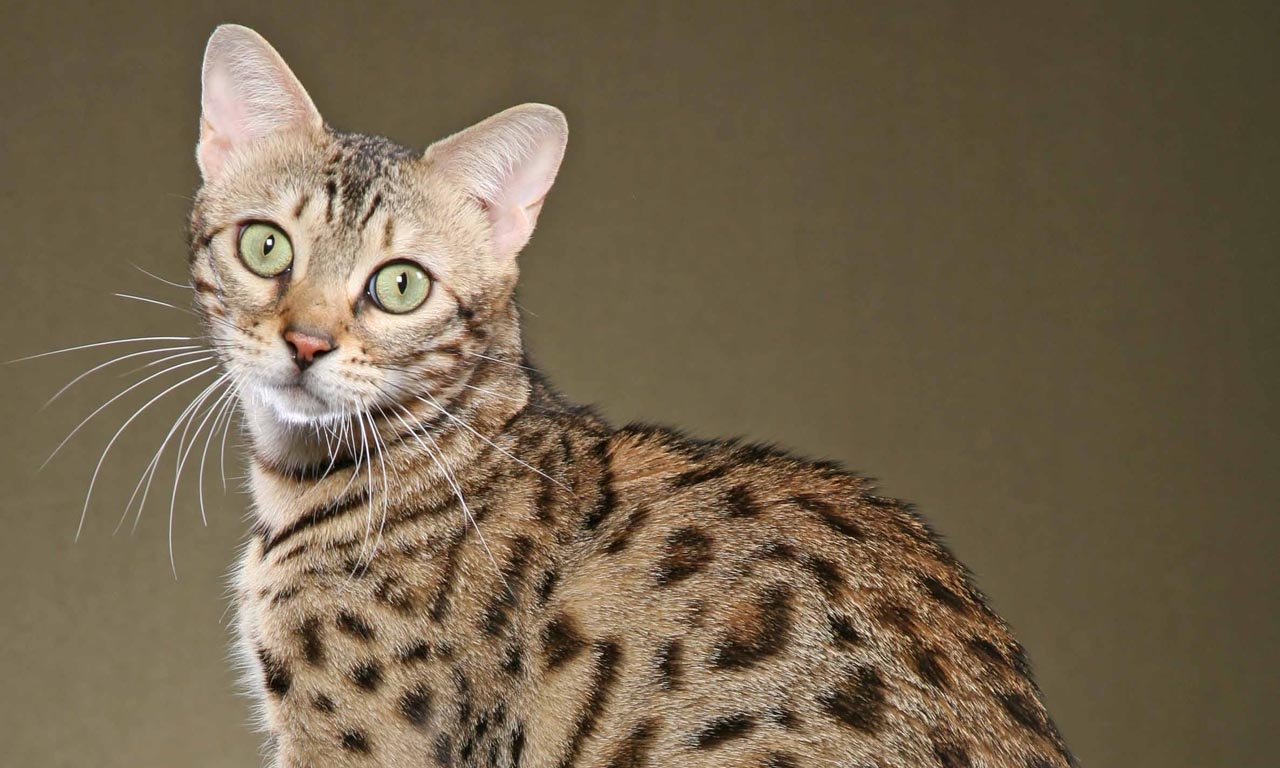 חתול סוואנה: תיאור גזע ואישיות, תחזוקה וטיפול