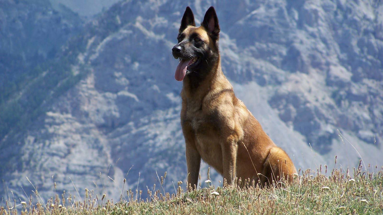 מלינואה בלגי: תקן גזע ותיאור אופי, טיפול, תחזוקה, תזונה