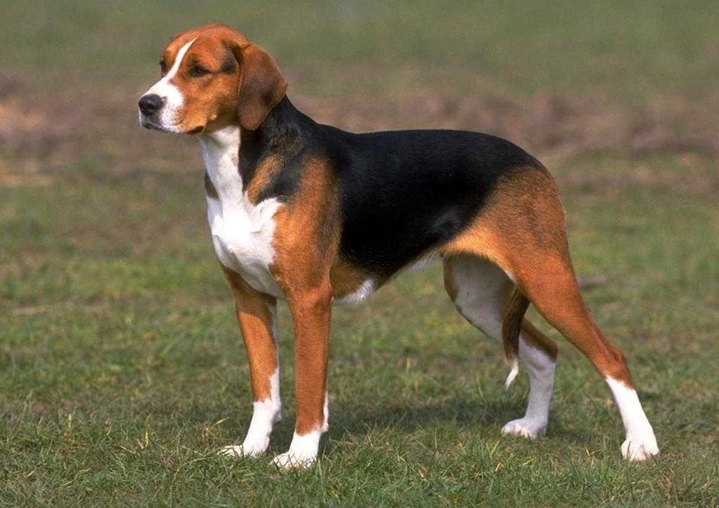 כלב אסטוני: תיאור גזע ותכונות תחזוקה