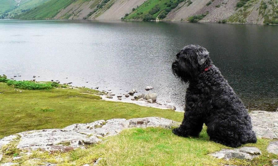 הטרייר הרוסי השחור הוא כלב שמירה טוב ובן לוויה משפחתי.