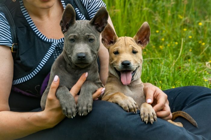 תאילנדי רידג'בק