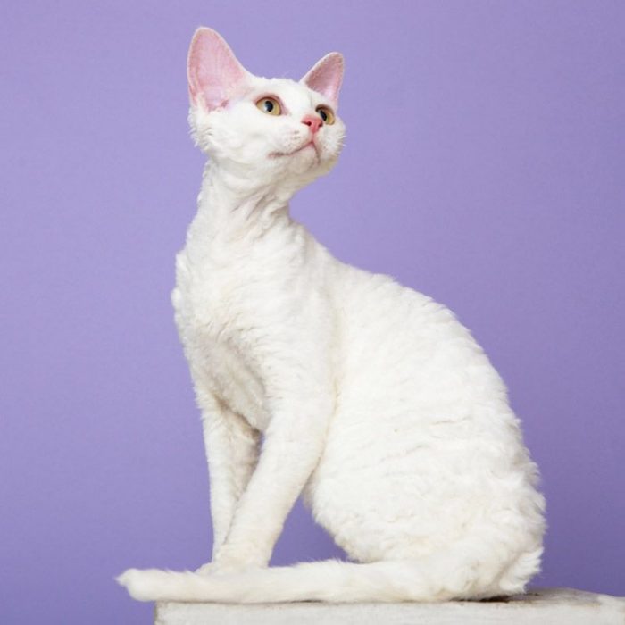 דבון רקס לבן