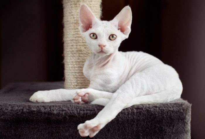 דבון רקס ועמוד גירוד