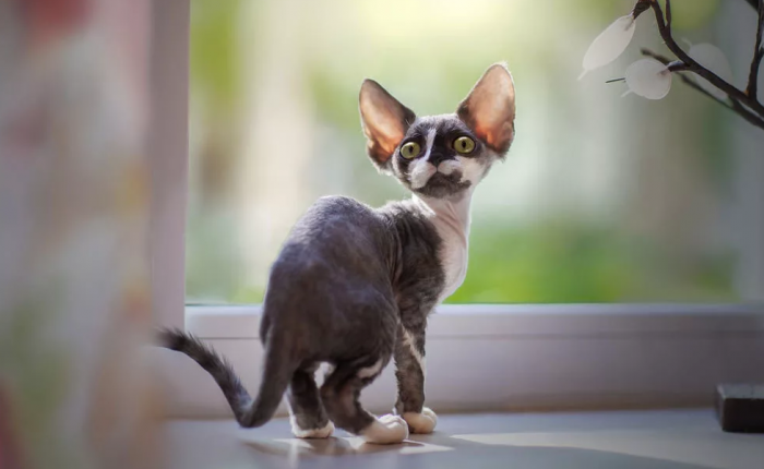 דבון רקס על אדן החלון