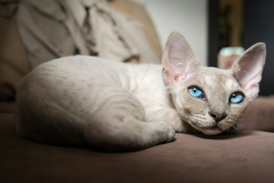 דבון רקס: תיאור גזע, טיפול ותחזוקה