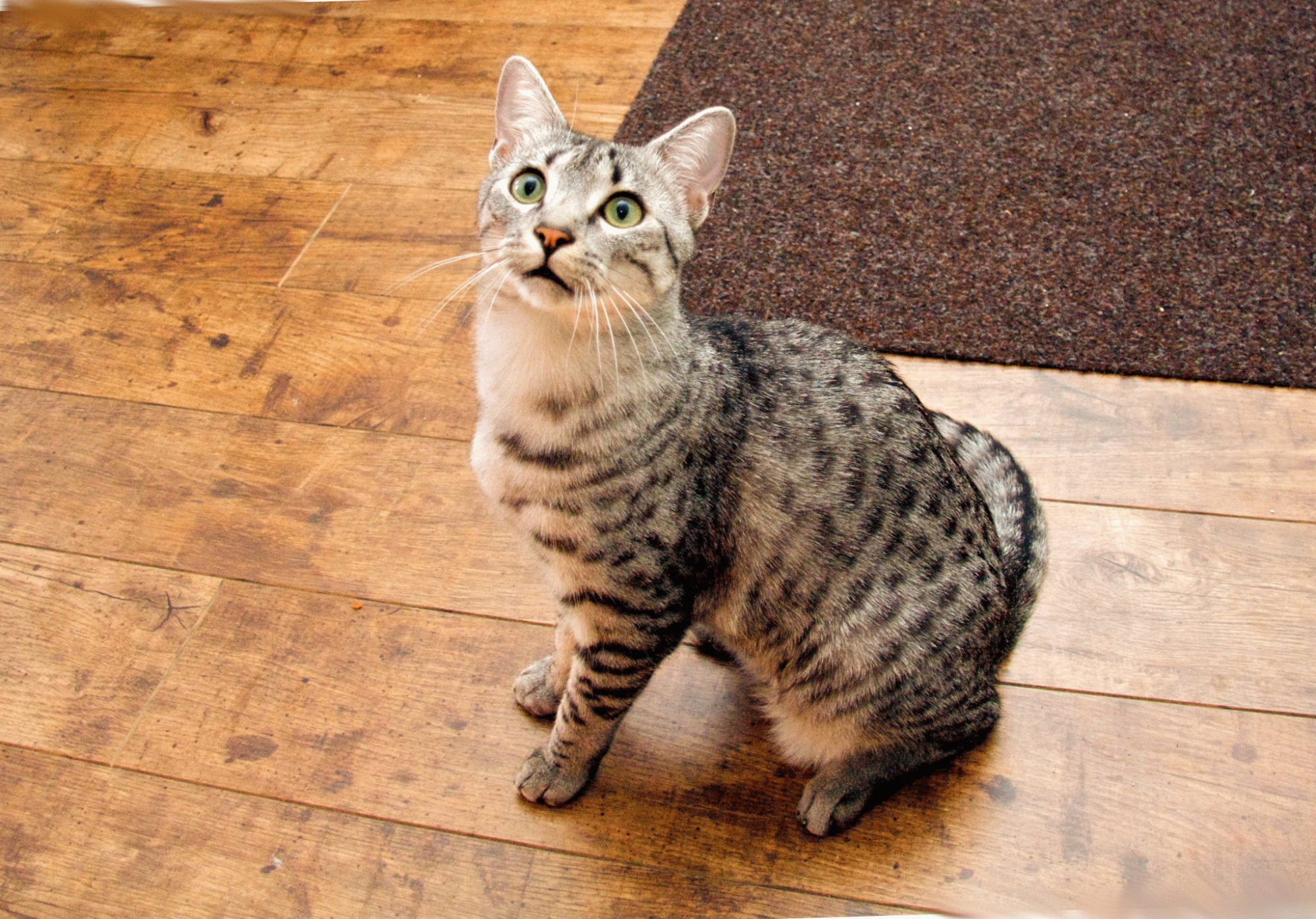 מאו מצרי: תיאור גזע, טיפול ותחזוקה