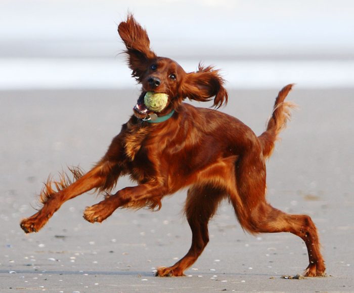 irlandskij_setter_istoriya_1547987441_5c4469f1760d3.jpg