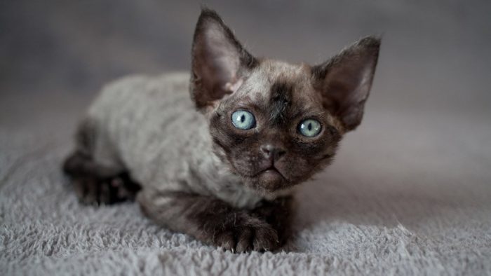 חתלתול דבון רקס