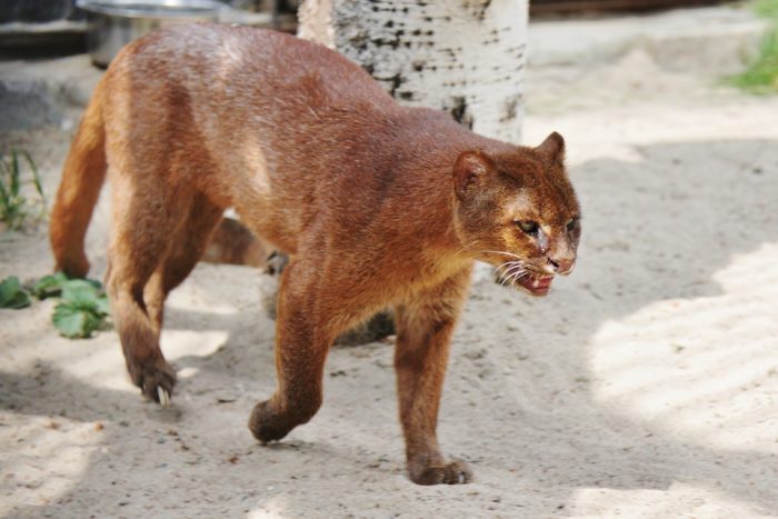 יַגַ'וּרוּנְדִי