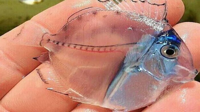 דגי מנתח מטגנים