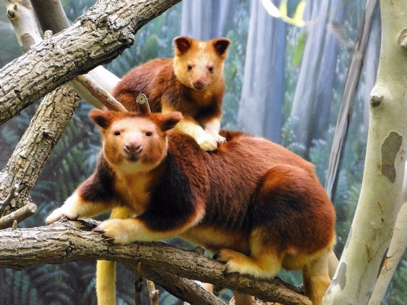 בעלי חיים נדירים ויוצאי דופן