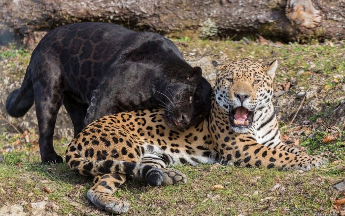 יגואר שחור ויגואר רגיל