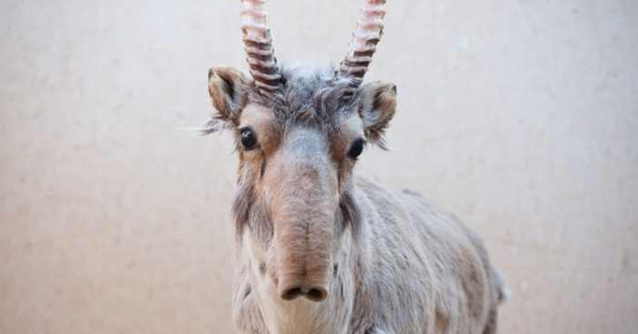 אנטילופה סאיגה