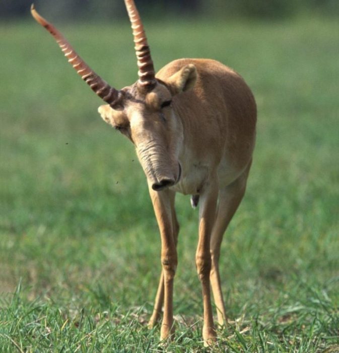 אנטילופה סאיגה