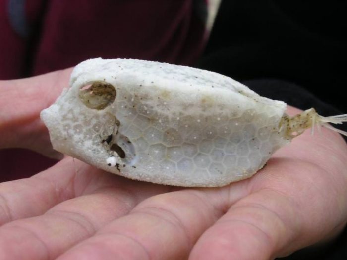 שלד של דג קובייה