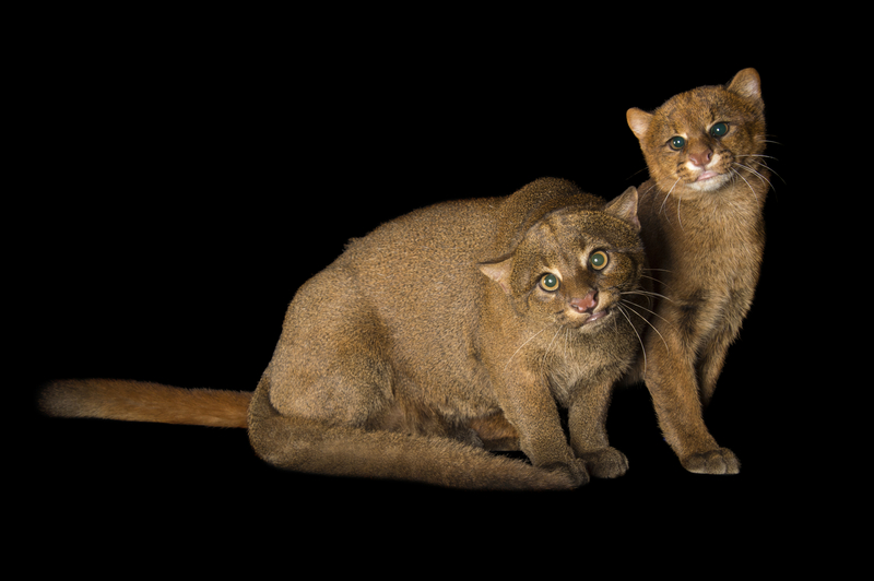 יַגַ'וּרוּנְדִי