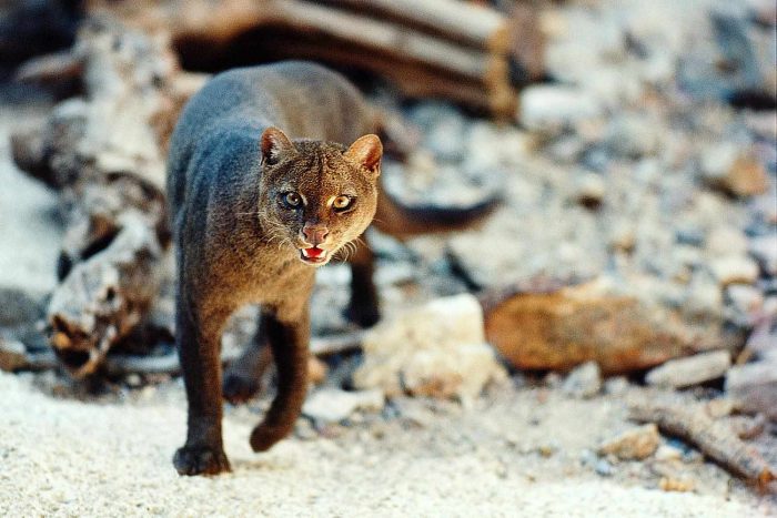 יַגַ'וּרוּנְדִי