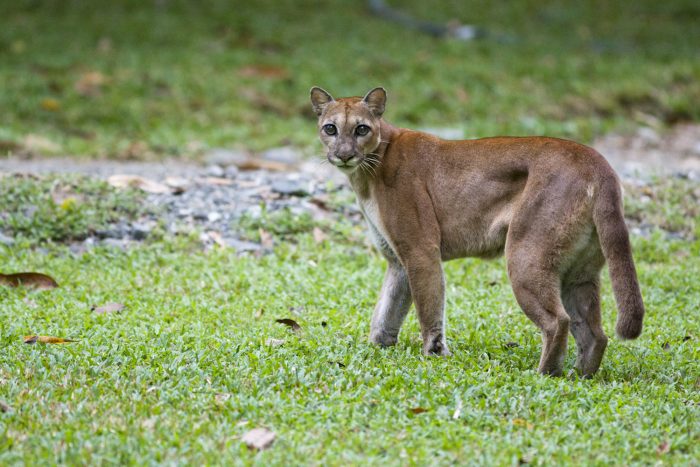 יַגַ'וּרוּנְדִי