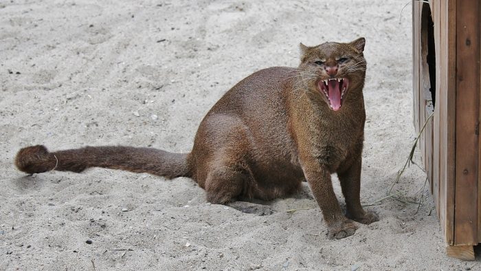 יַגַ'וּרוּנְדִי