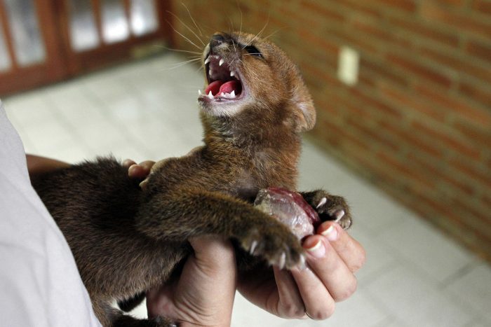 יגוארונדי בידי גבר