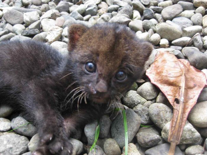 חתלתול יגוארונדי