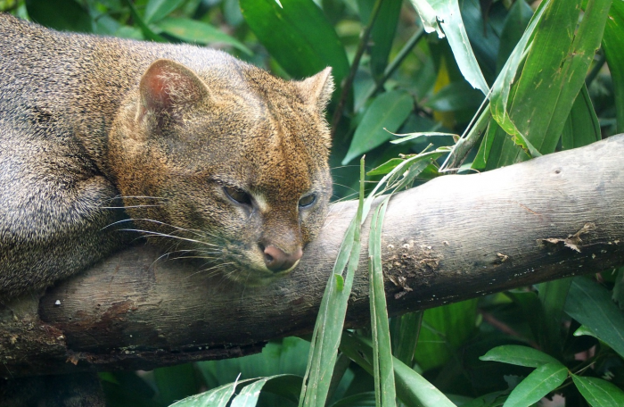 פרצוף יגוארונדי