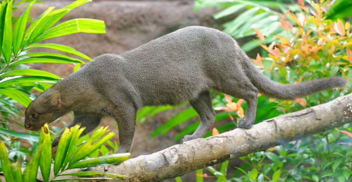 יגוארונדי הולך לאורך ענף