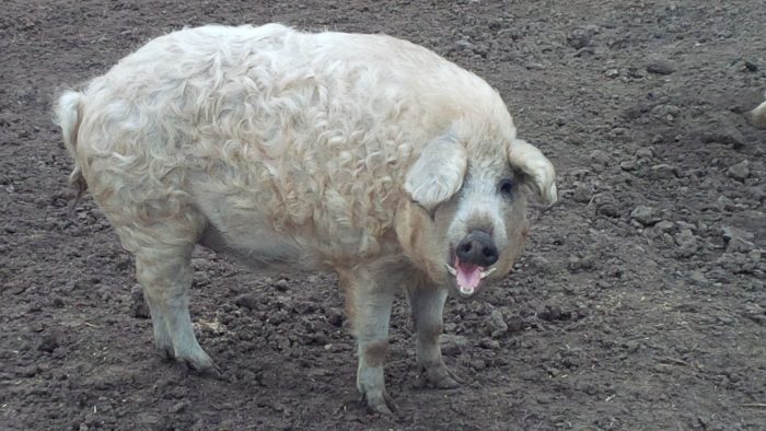 מנגליקה הונגרית