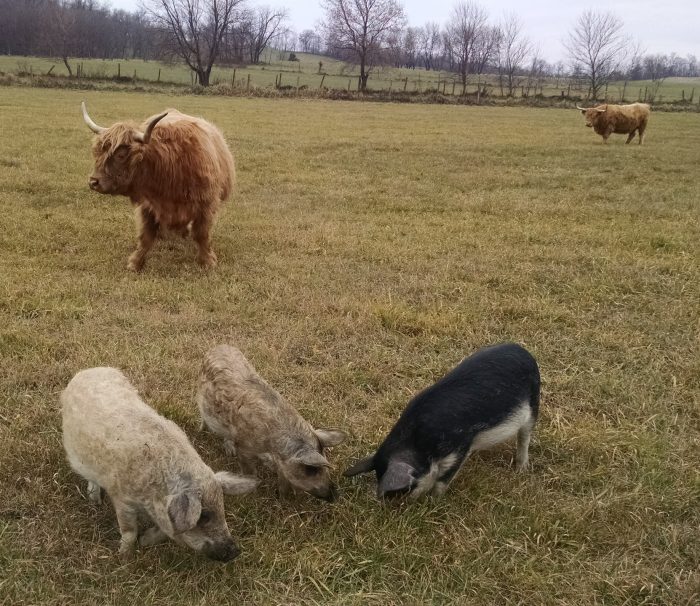 מנגליצה הונגרית על מרעה