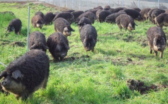 מנגליטה הונגרית שחורה