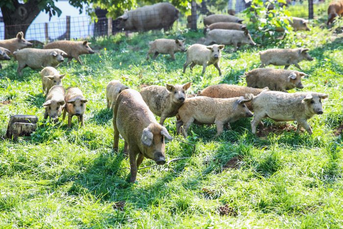 מנגליטסות לבנות במרעה